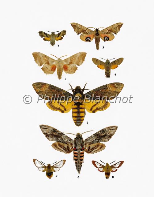 papillons 05.JPG - in "Le Guide Entomologique"Patrice Leraut et Philippe BlanchotEds Delachaux & Niestlé 2003Lépidoptères1 Proserpinus proserpina (Pallas), Le Sphinx de l’épilobe, Sphingidae2 Smerinthus ocellata (Linné), Le Sphinx demi-paon, Sphingidae3 Laothoe populi (Linné), Le Sphinx du peuplier, Sphingidae4 Macroglossum stellatarum (Linné), Le Moro-sphinx, Sphingidae5 Acherontia atropos (Linné), Le Sphinx à tête-de-mort, Sphingidae6 Agrius convolvuli (Linné), Le Sphinx du liseron, Sphingidae7 Hemaris tityus (Linné), Le Sphinx-bourdon, Sphingidae8 Hemaris fuciformis (Linné), Le Sphinx-gazé, Sphingidae